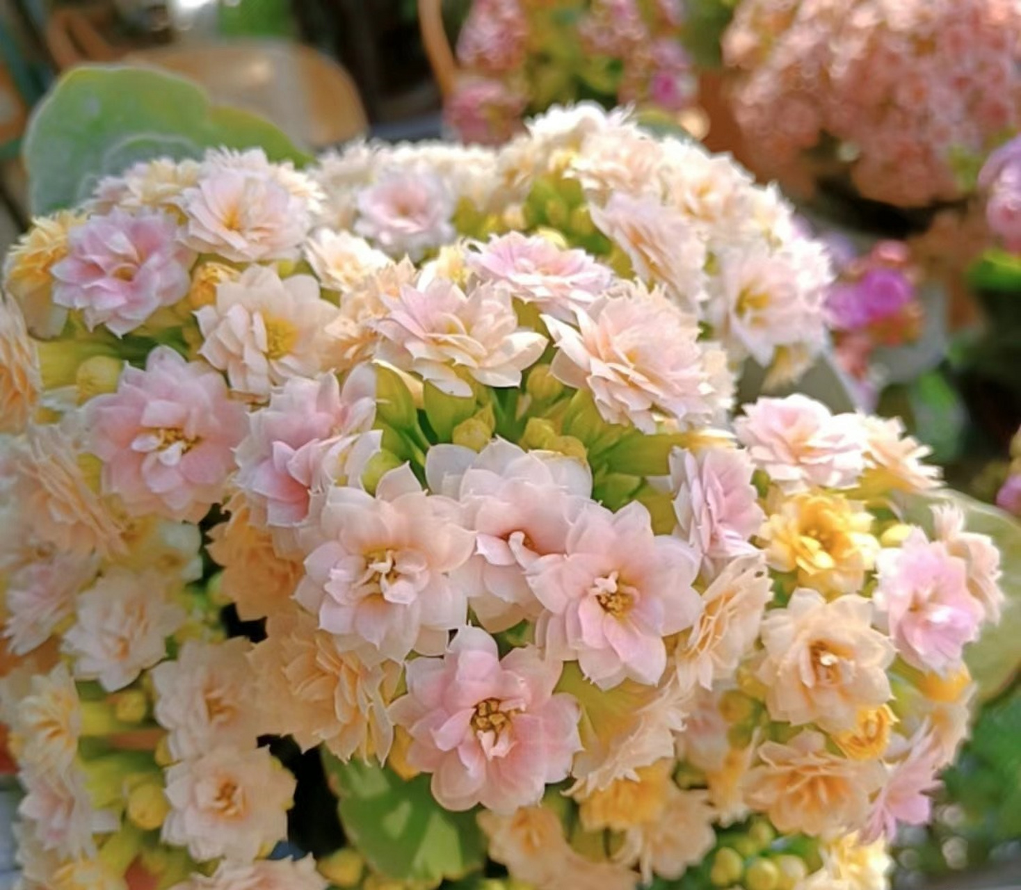 摘要: 缤纷柠檬(别名水果糖)是2021年推出的新品种长寿花,植株美观,花