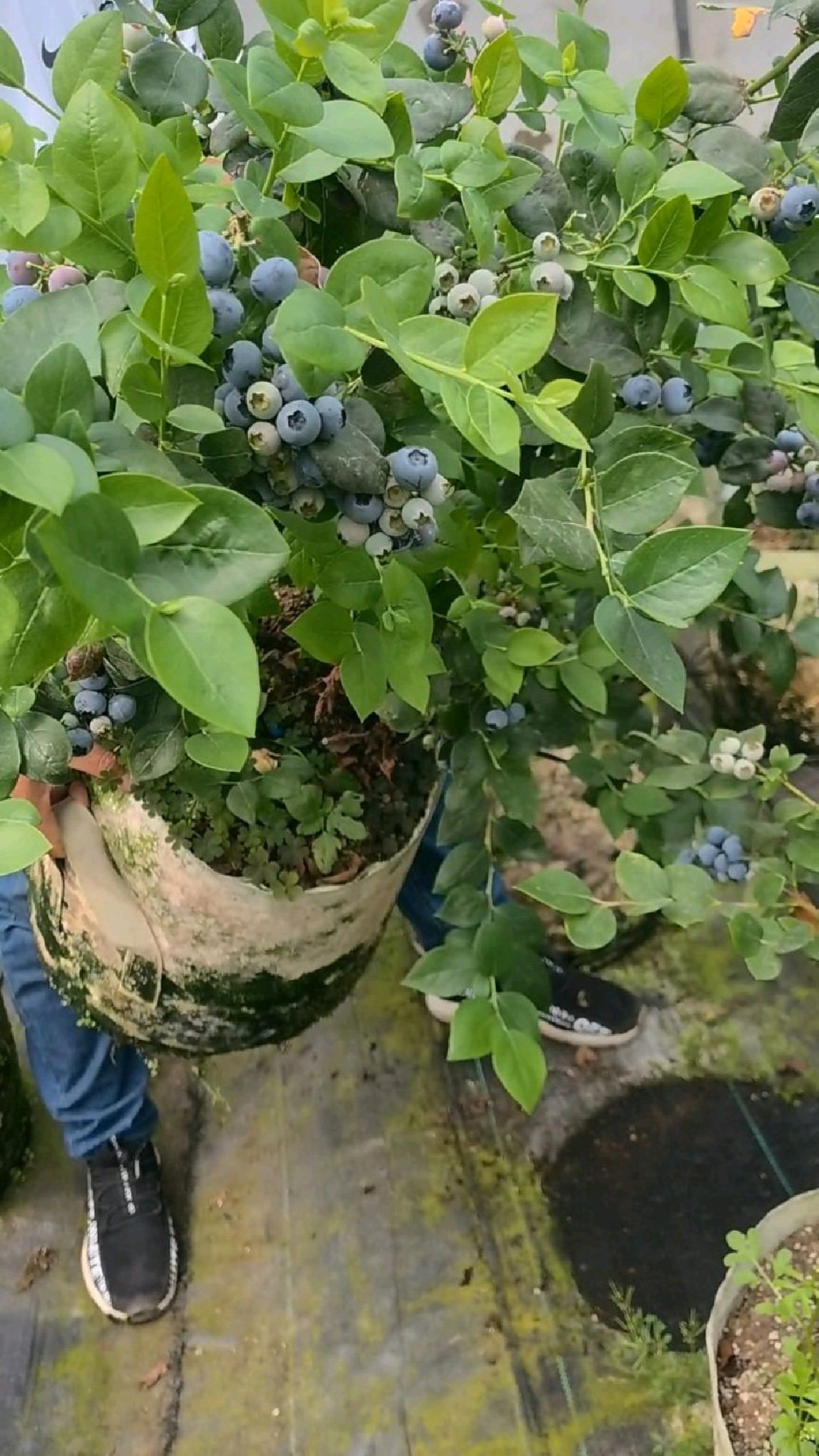 珠宝蓝莓苗大盆苗