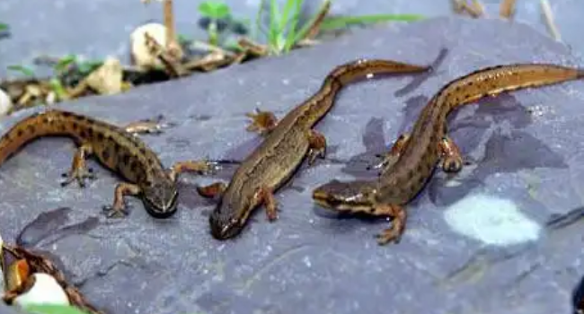 newt是什么动物?