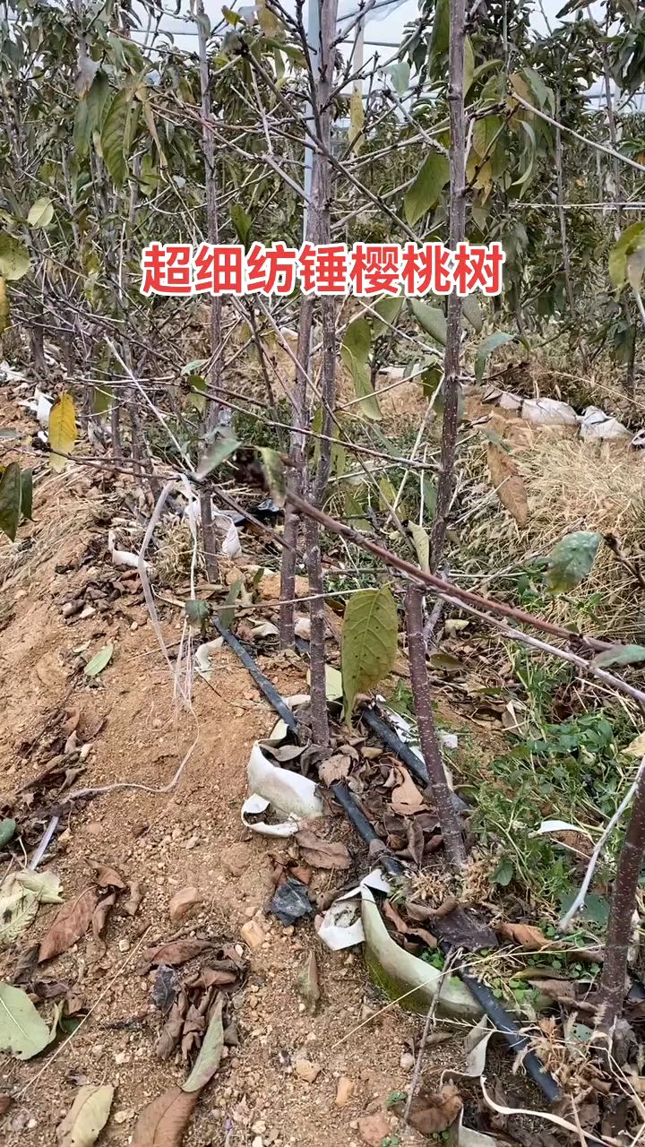 吉塞拉樱桃苗寿命图片