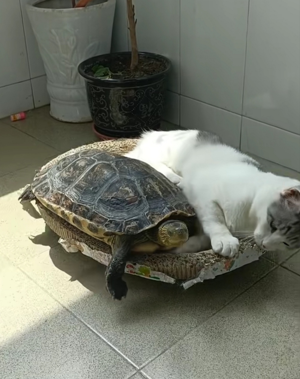 猫咪和乌龟,动作最快的和最慢的也可以玩到一起 ,看来这个家庭很和谐