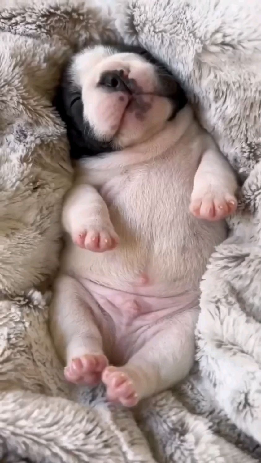 出生五天的小法斗,咿咿呀呀的好可爱-度小视