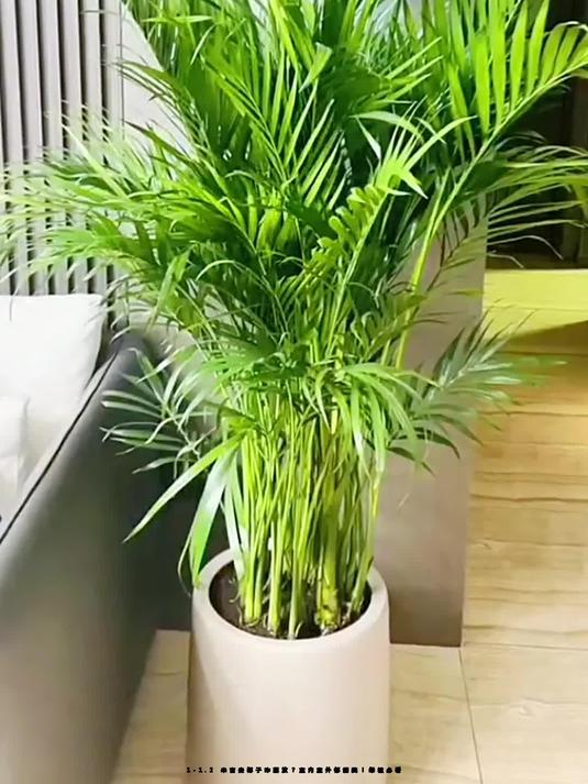 盆景 盆栽 植物 535_713 竖版 竖屏