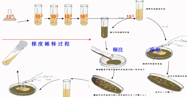 酵母菌稀释涂布平板法图片