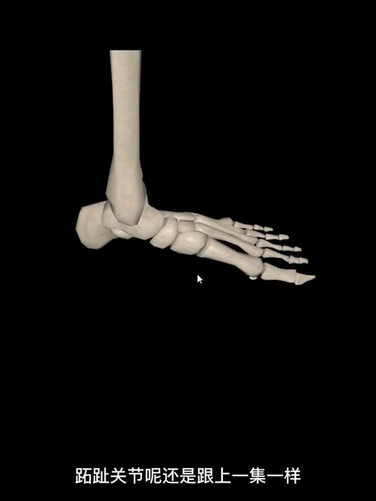 足部关节运动之跖趾关节的屈曲和伸展