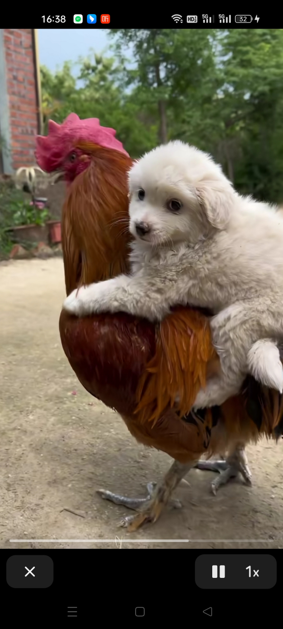 鸡犬和谐相处,看着好幸福的样子,感受到了岁月静好![赞同]