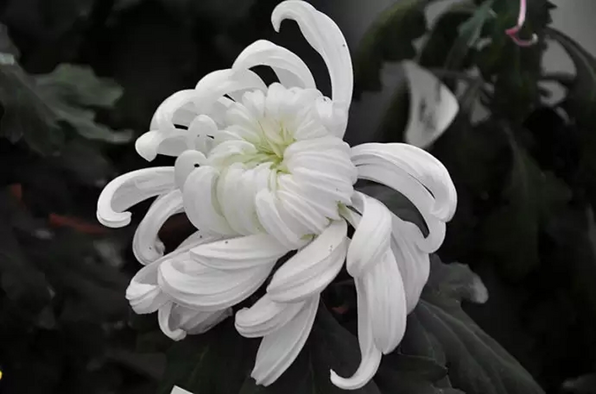 四月草长莺飞,我又一次来到父亲的墓地祭奠."蚤是伤春梦雨天,可堪芳草