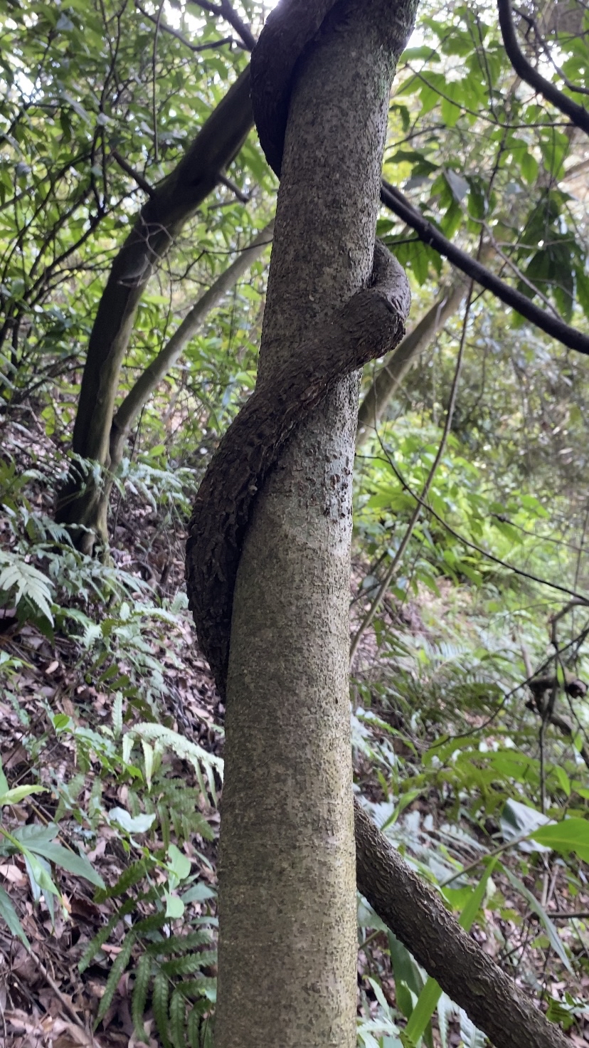 它是买麻藤科买麻藤属的大藤本裸子植物