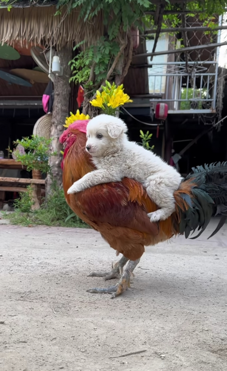 骑上心爱的大公鸡!