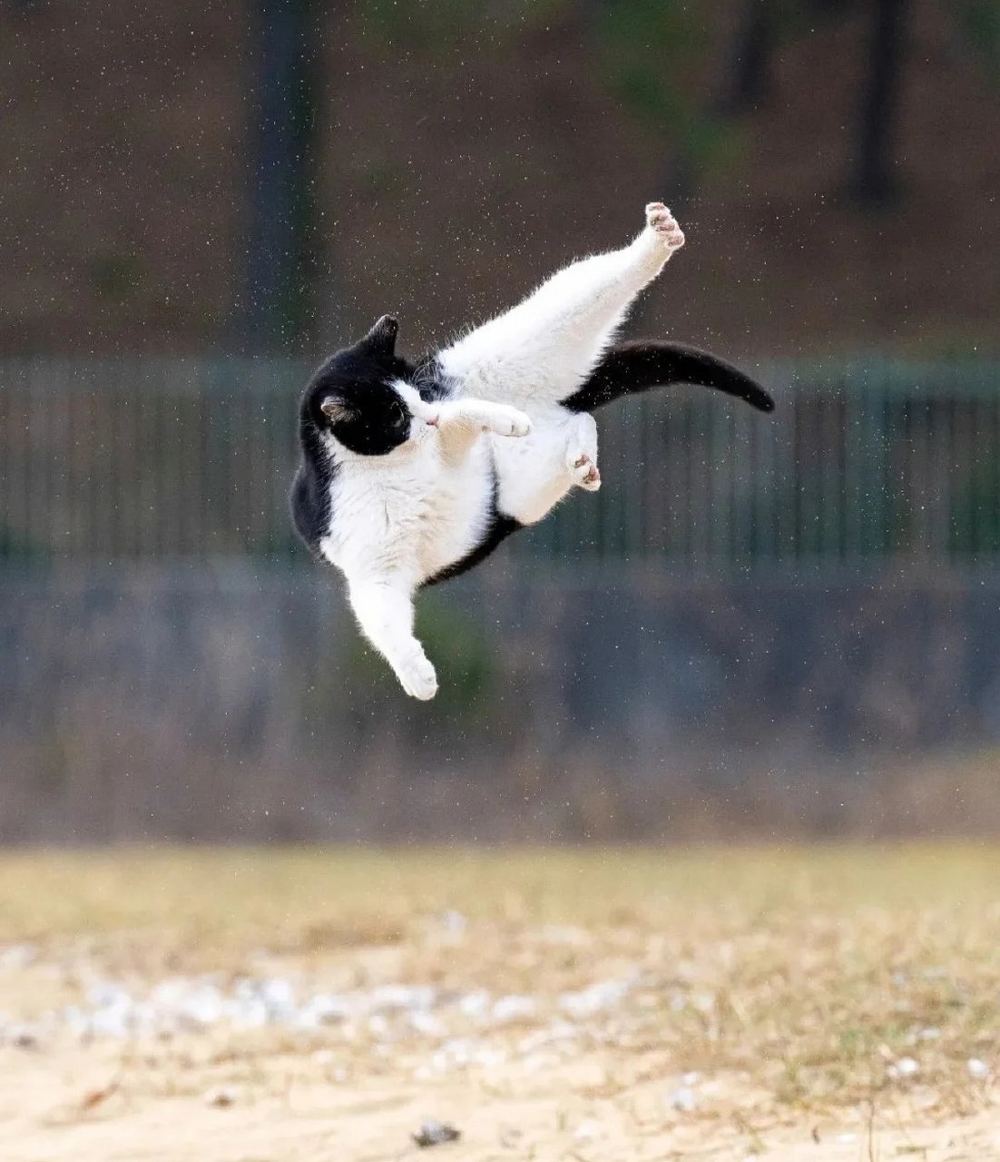 佛山无影脚[嘻嘻]#搞笑萌宠