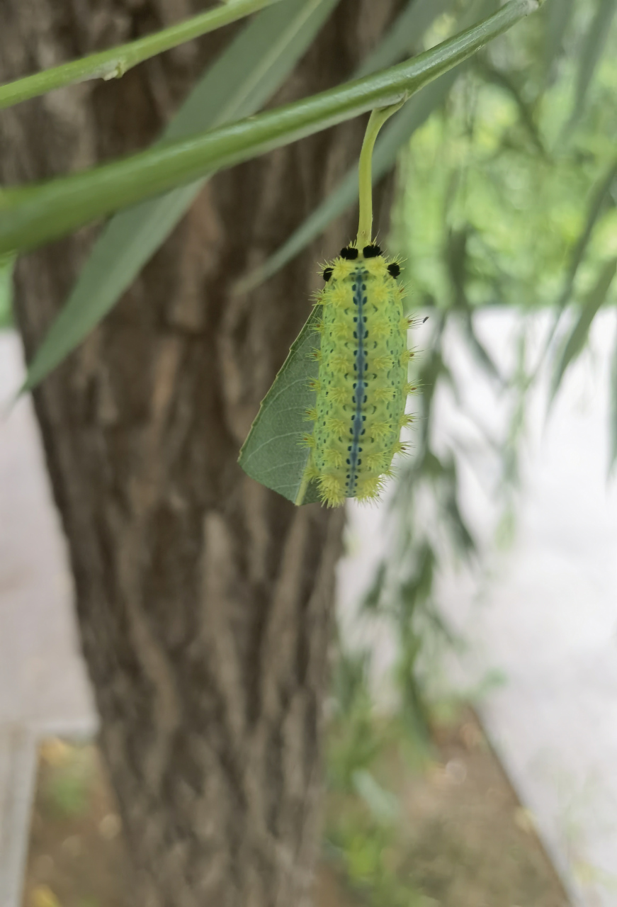 被洋辣子咬了,怎么快速缓解.