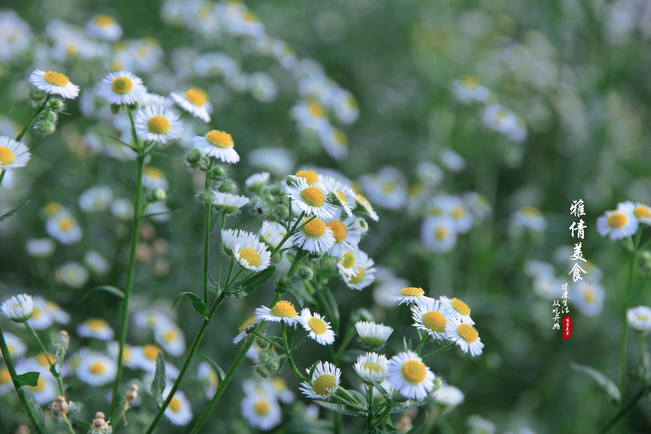 俗称"瞌睡草",又叫"牙肿消",农村荒地常见,却是多功能药材