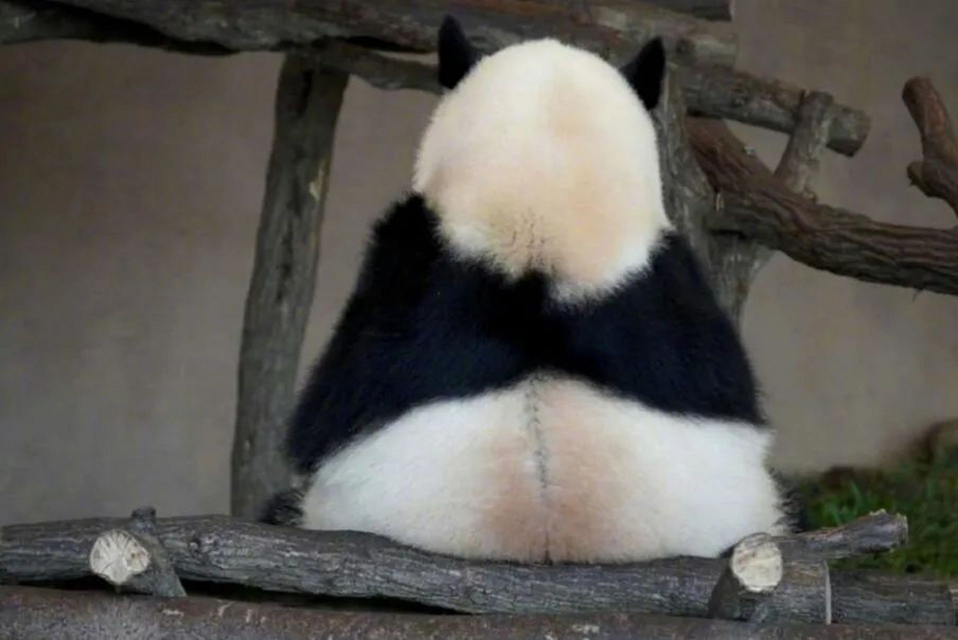 今天的熊猫屁股上怎么有条缝呢[滑稽][滑稽]#趣图搞笑# #逗你玩呢