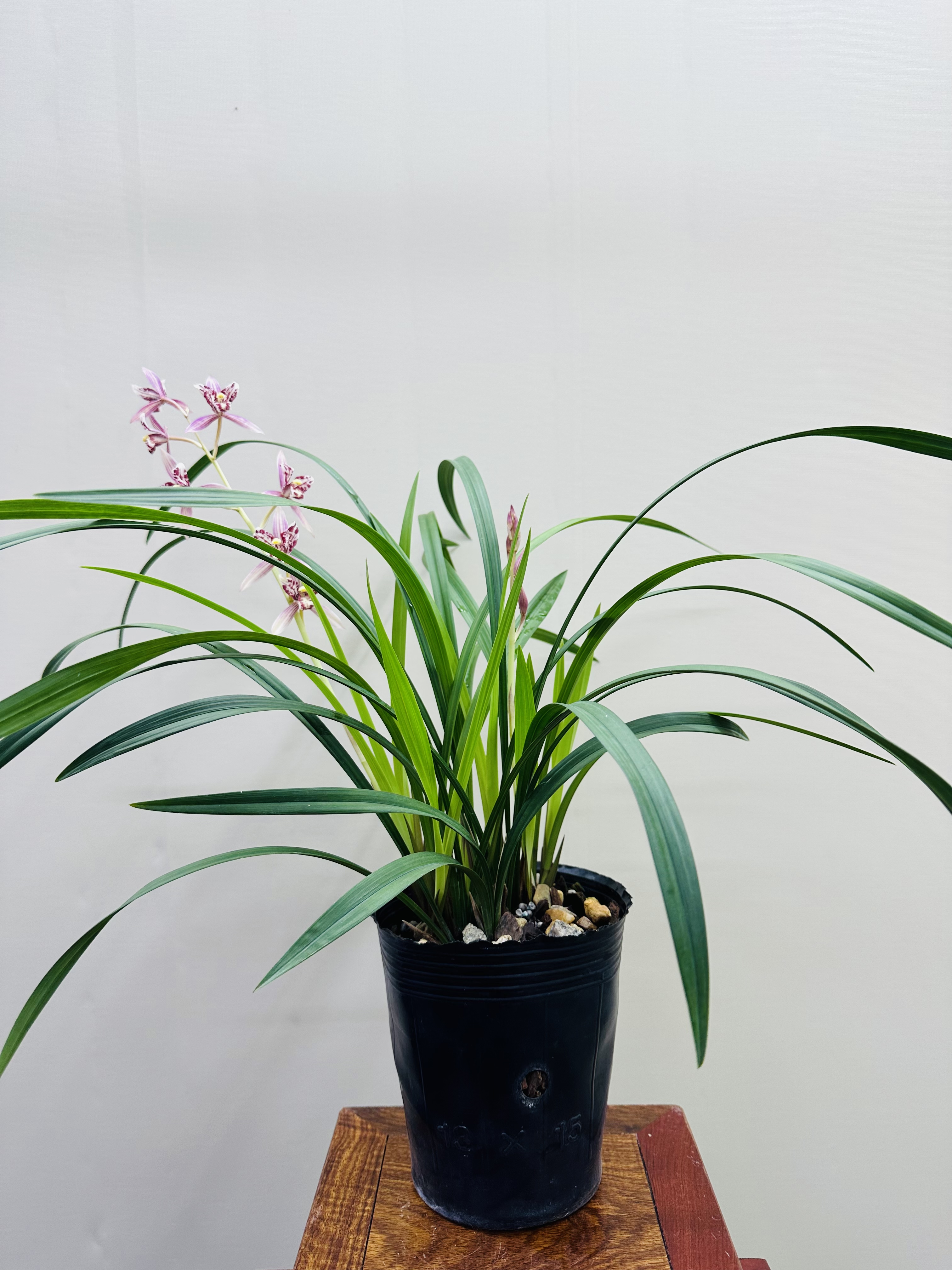 建兰精品三星蝶