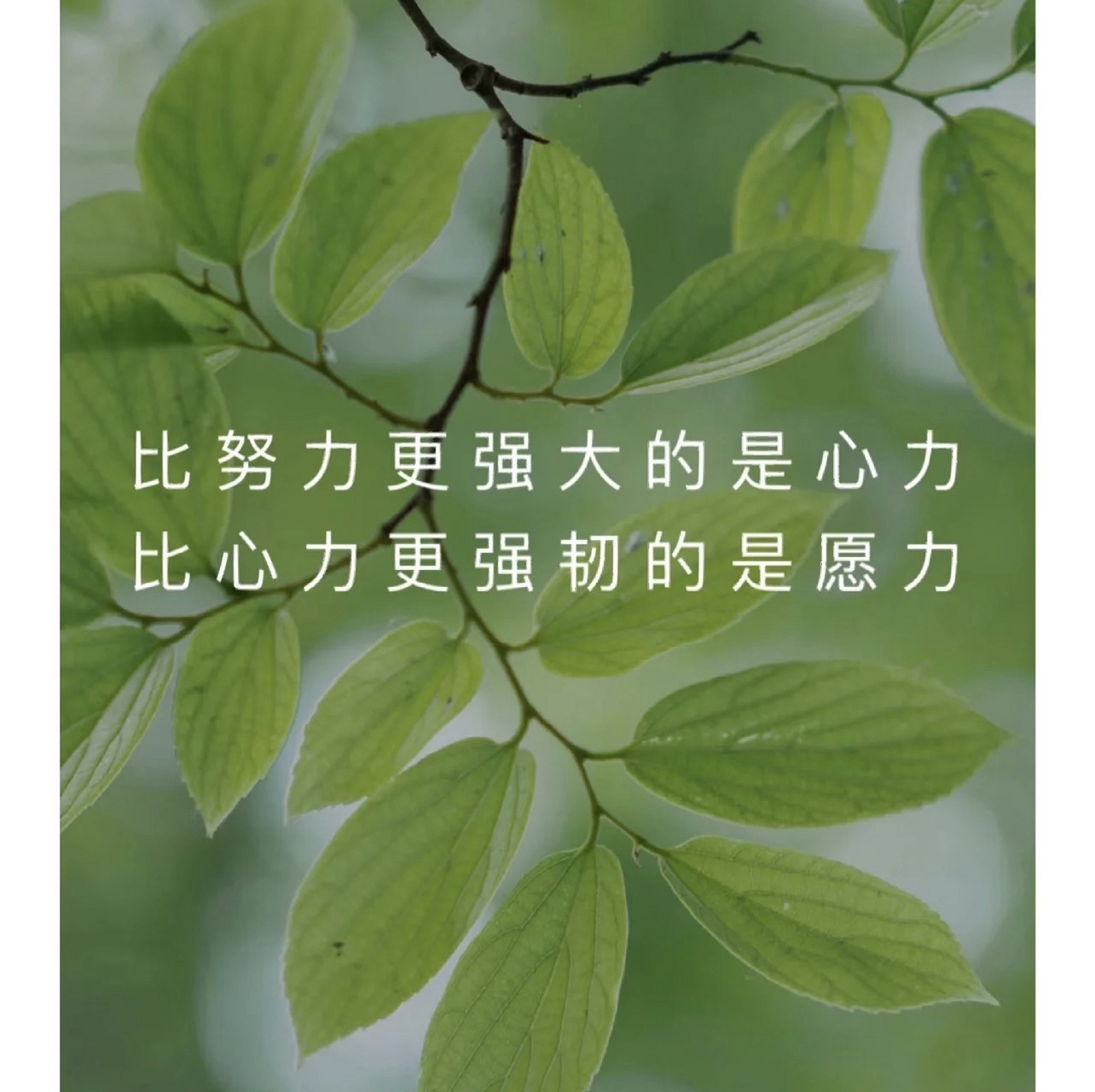 比努力更强大的是心力 比心力更强韧的是愿力