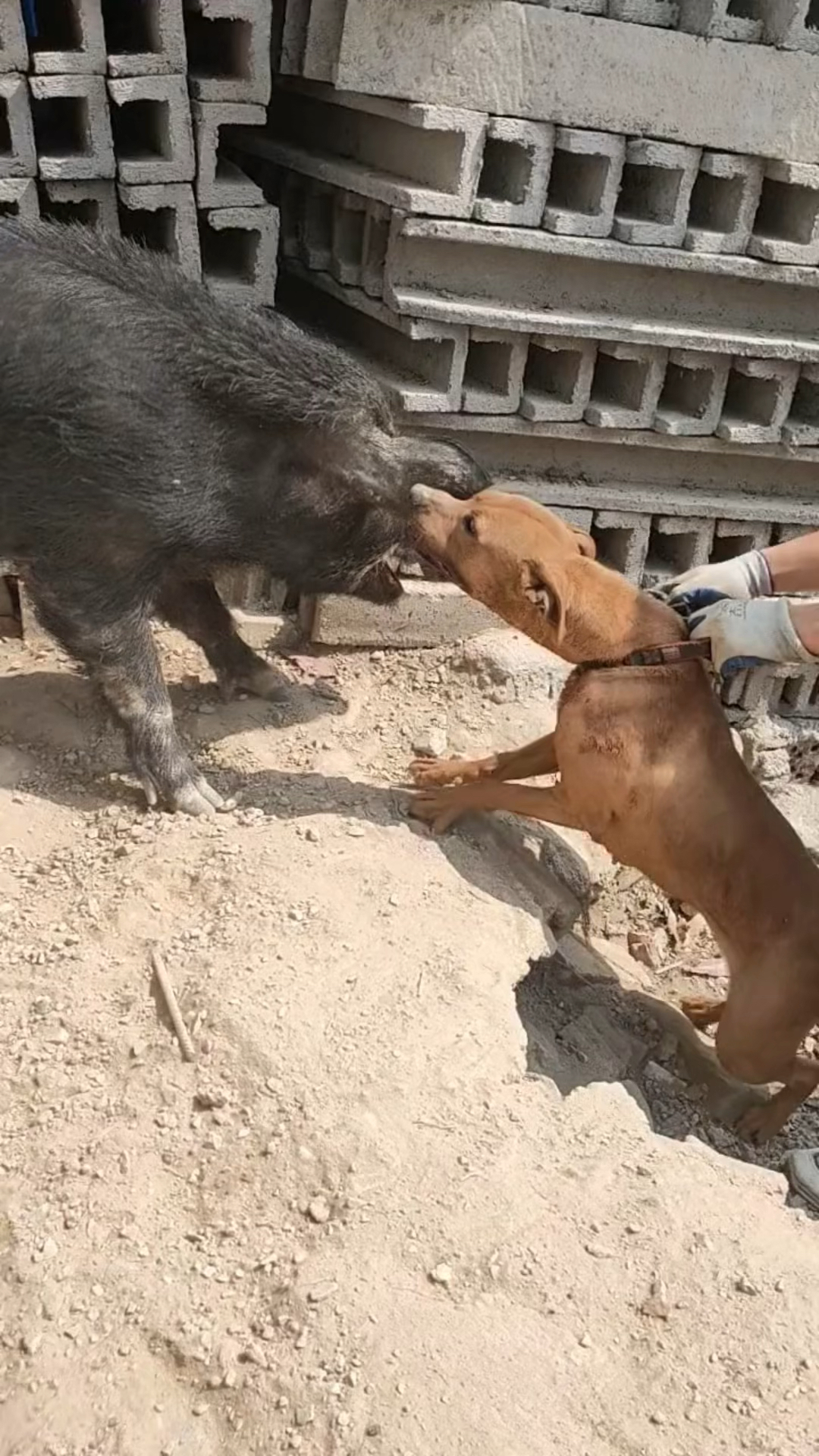 猎狗咬住野猪不松口,野猪被吓得屁滚尿流,这一幕太震撼了