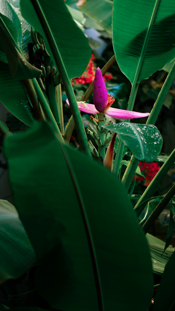 方文山说帘外芭蕉惹骤雨,我在西双版纳,邂逅芭蕉花 02 提起芭蕉,你