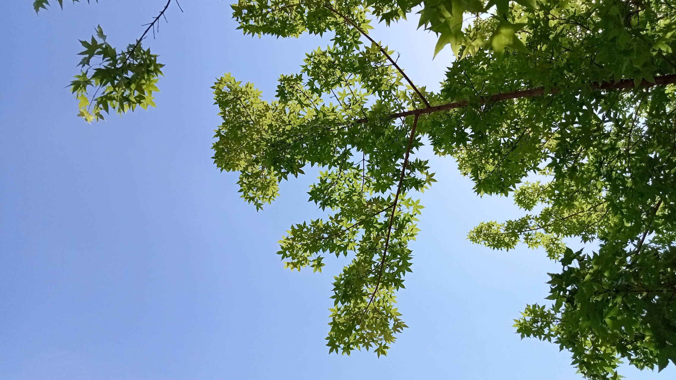 雨后天晴,总有靓丽清新.