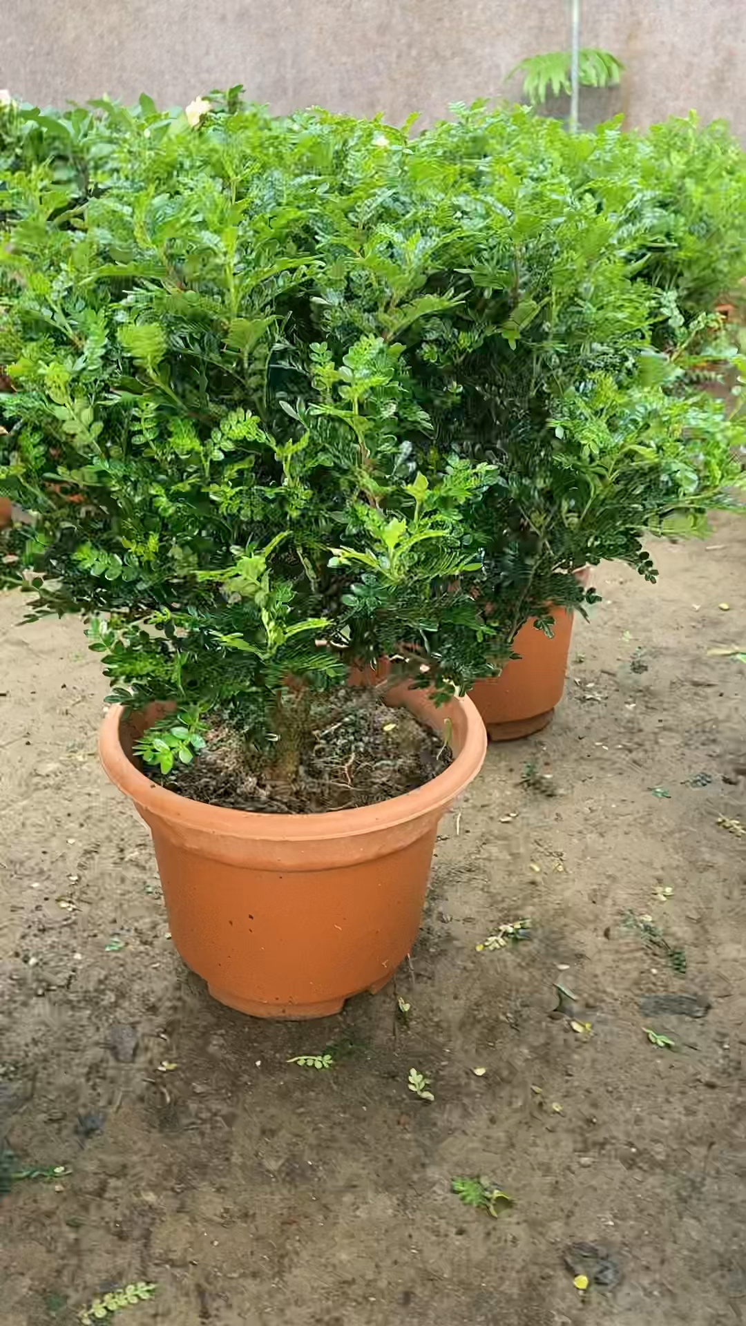 驱蚊清香木到货啦