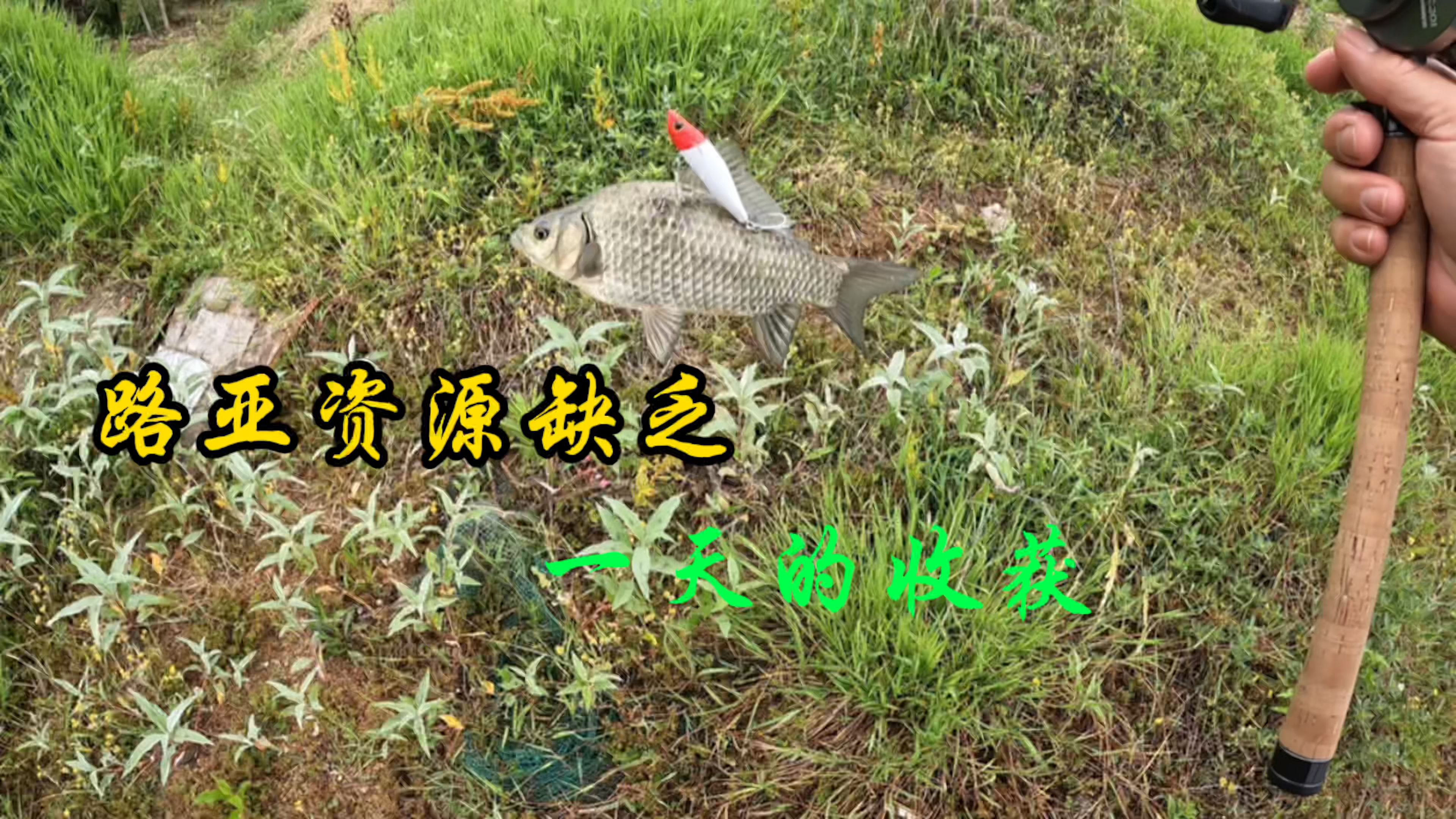 三门县淡水路亚资源缺乏,行车50公里水库收费50元,钓获5两一条