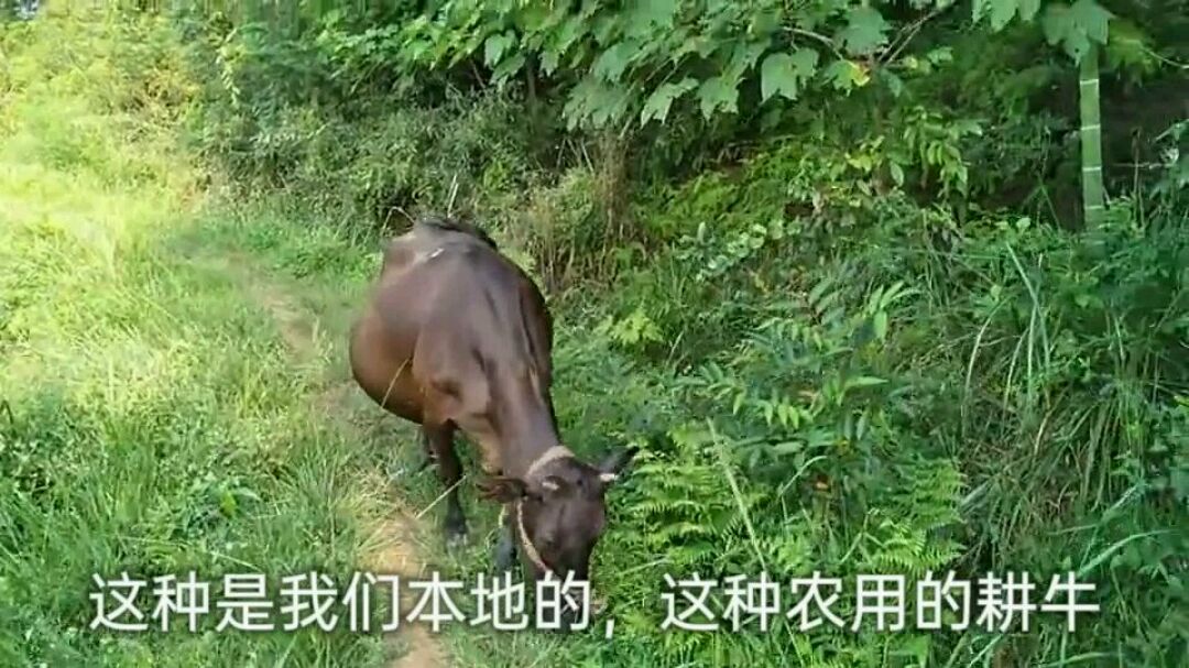 怀孕的南方黄牛,山里荒田吃草,很少见到养殖这种耕牛了