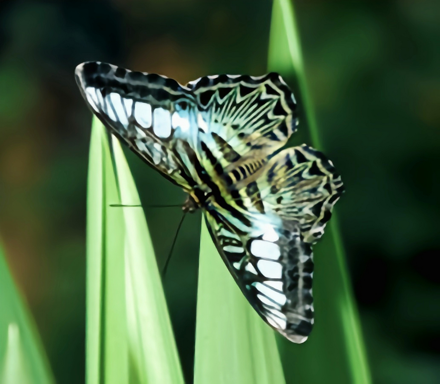 每天认识一种昆虫——云南丽蛱蝶 云南丽蛱蝶是云南省的省蝶,颜色鲜艳