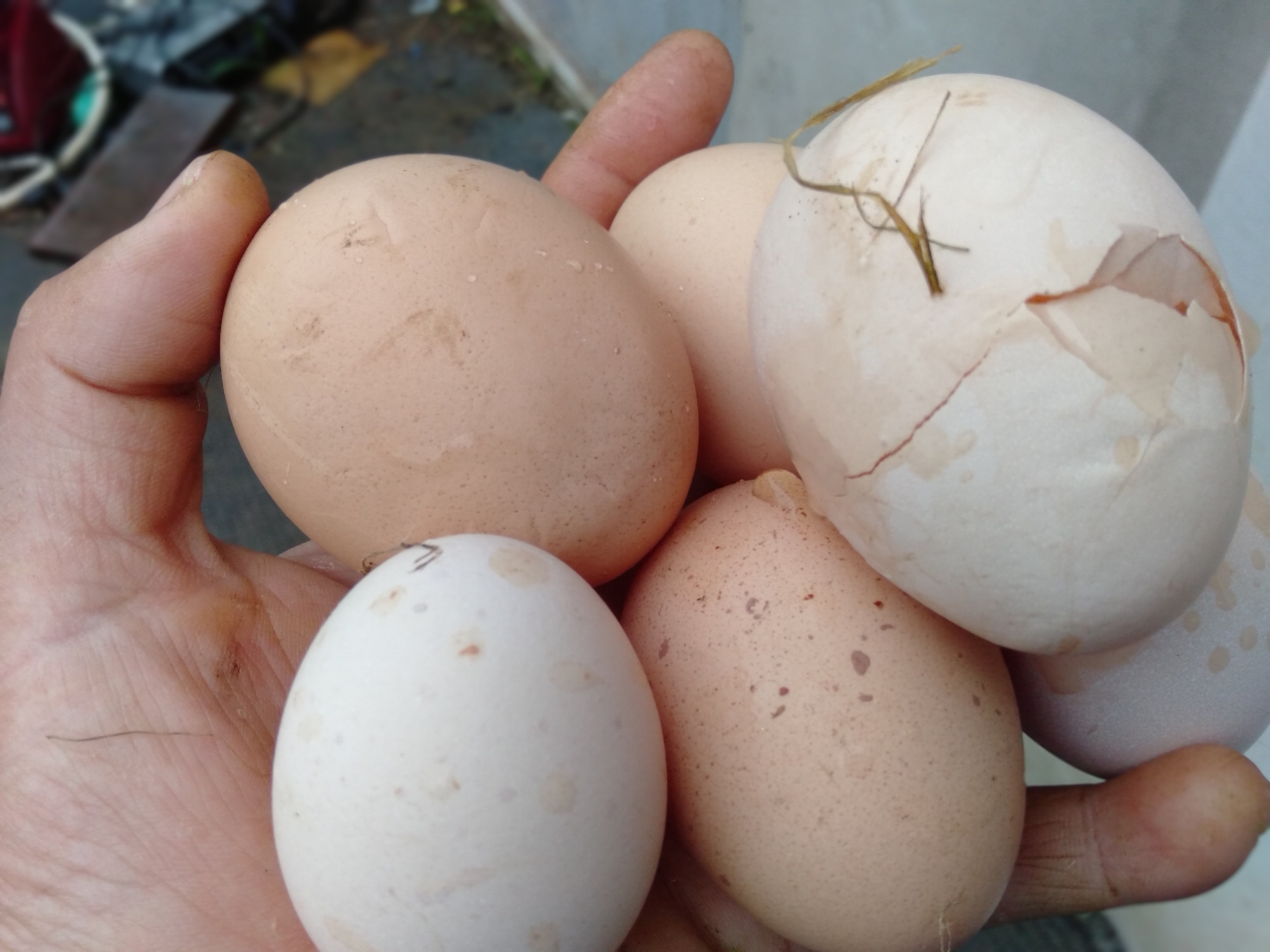 今天去捡蛋时发现有两个畸形蛋