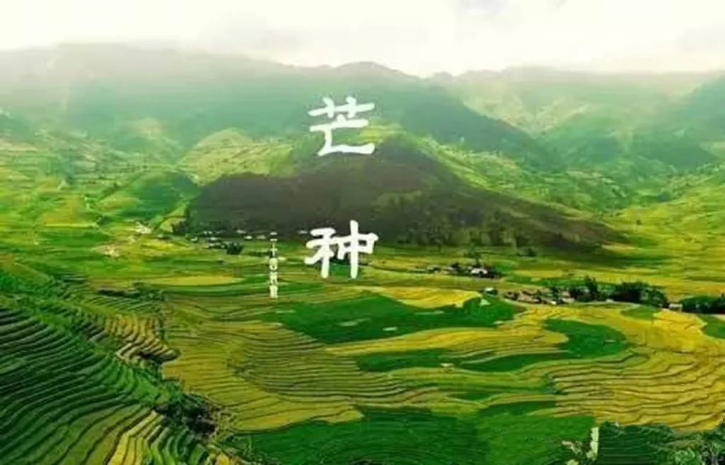 习俗不忘青梅煮,共盼丰年福祉长.《芒种》律诗25首