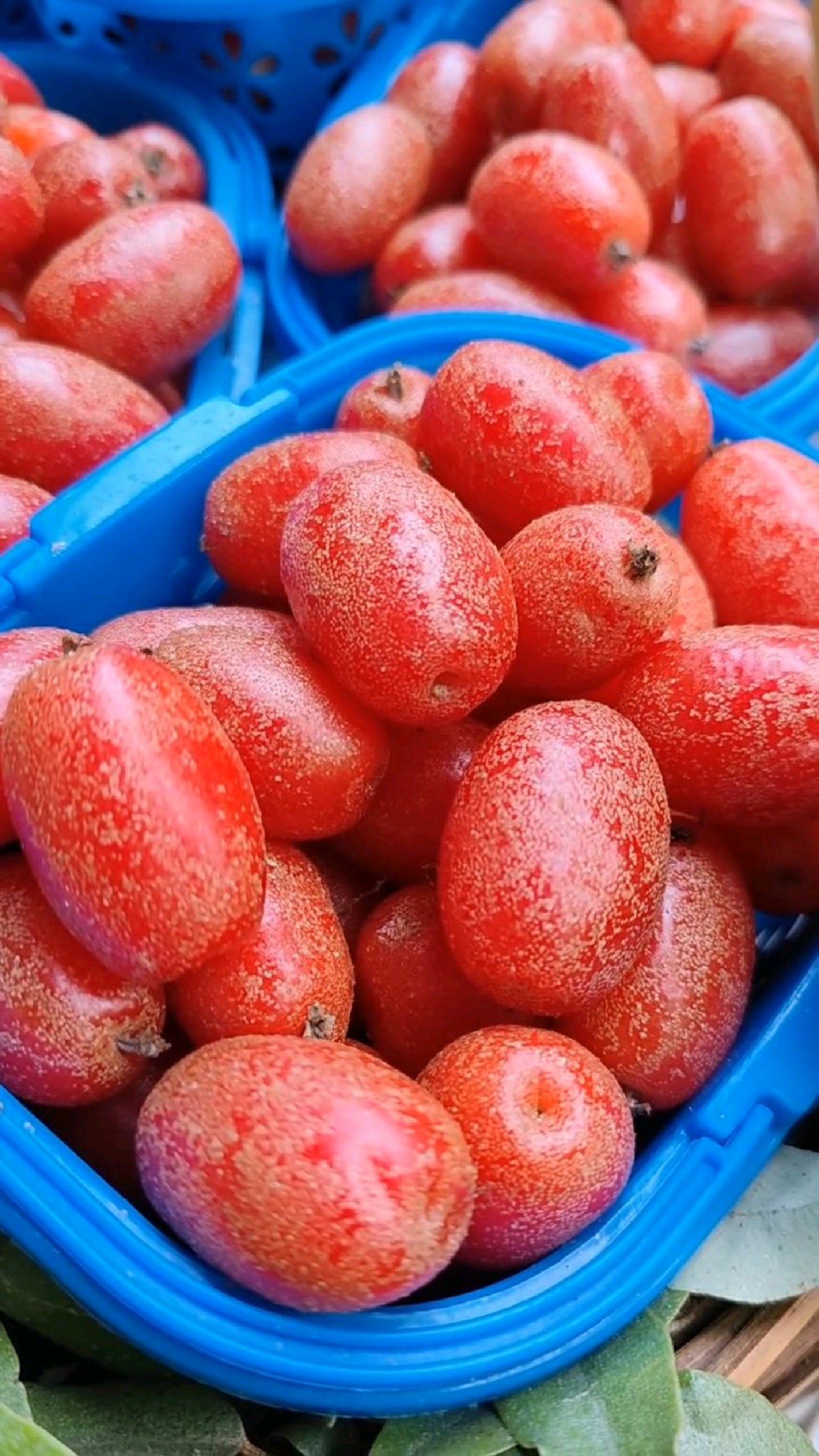 羊奶果,谁吃过吗?