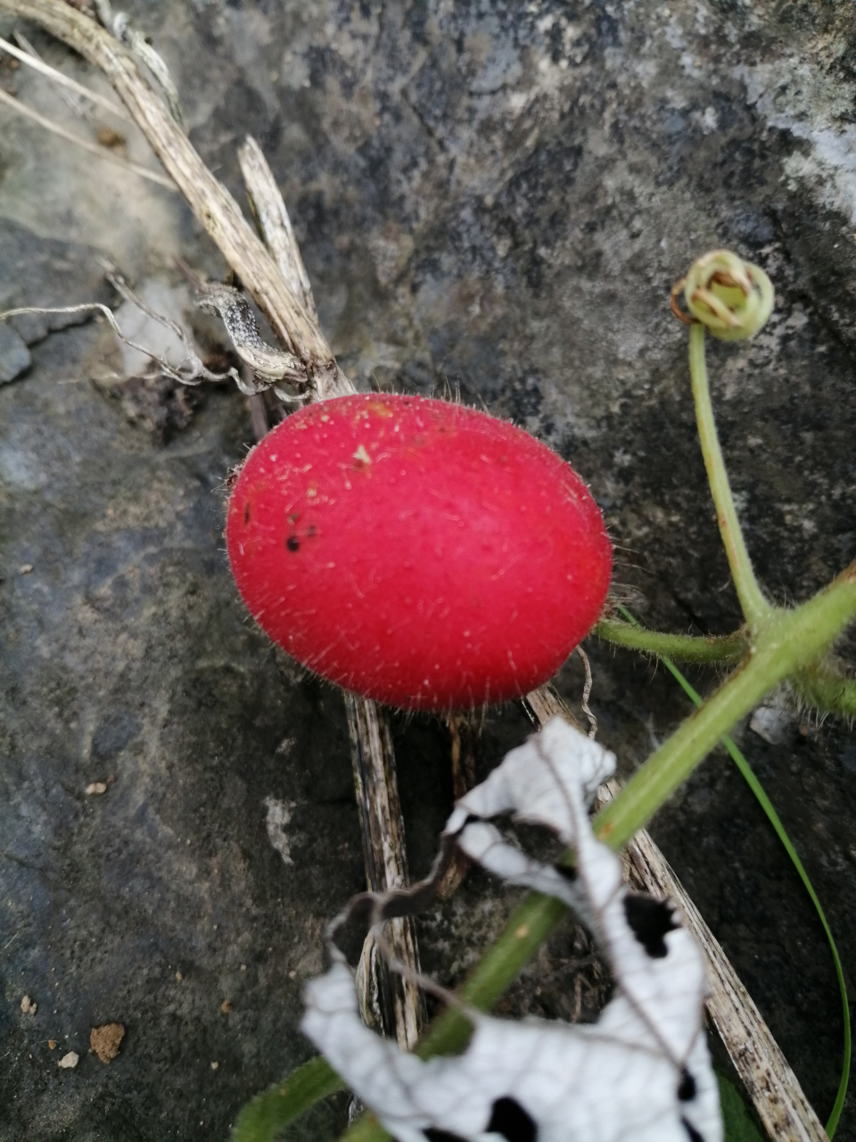 这是什么鬼果果,红的诱人,想要把它吃了,不知道能不能先吃,有人知道它