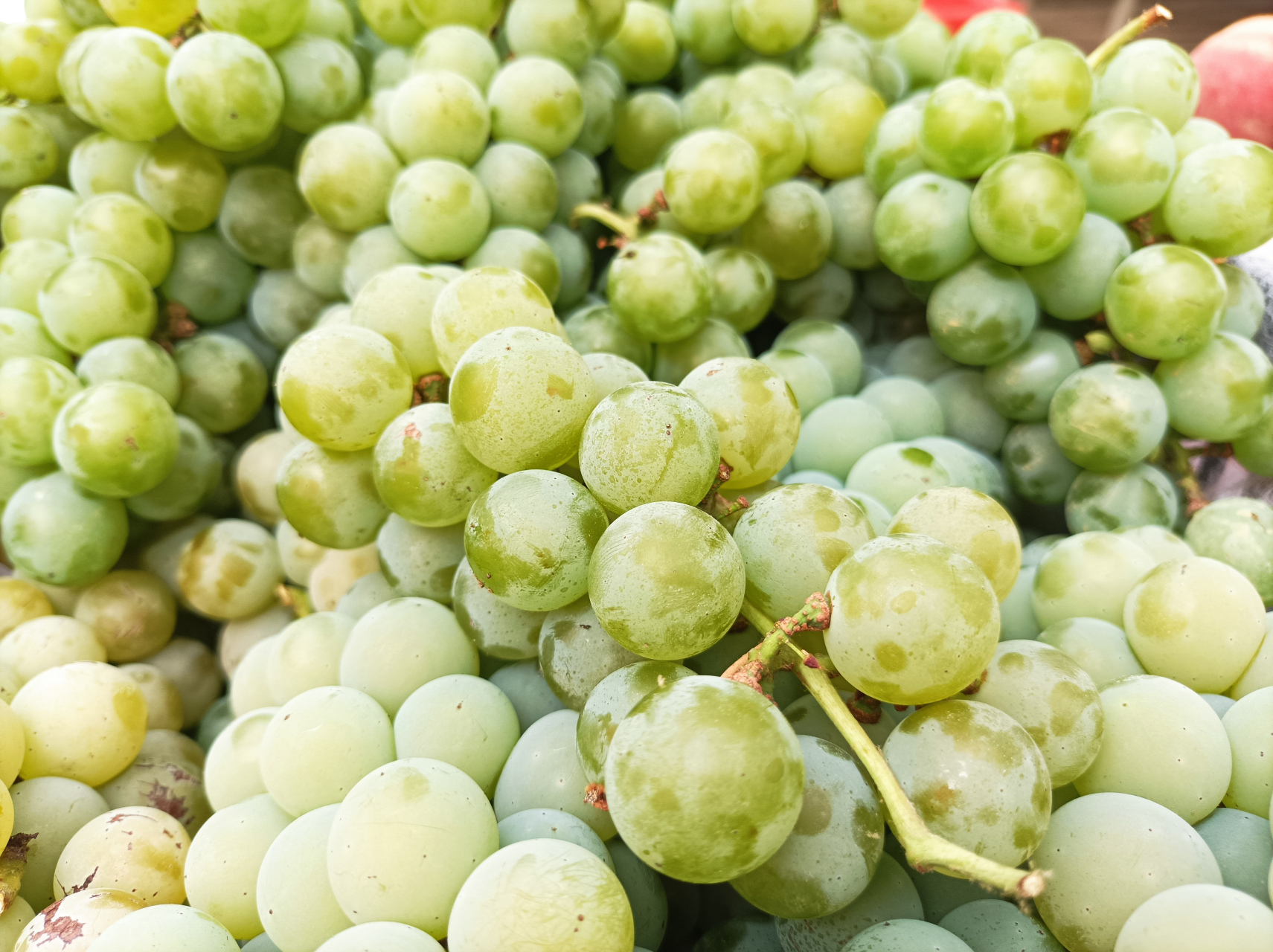 看看今天卖的这个葡萄. 坐标云南红河.