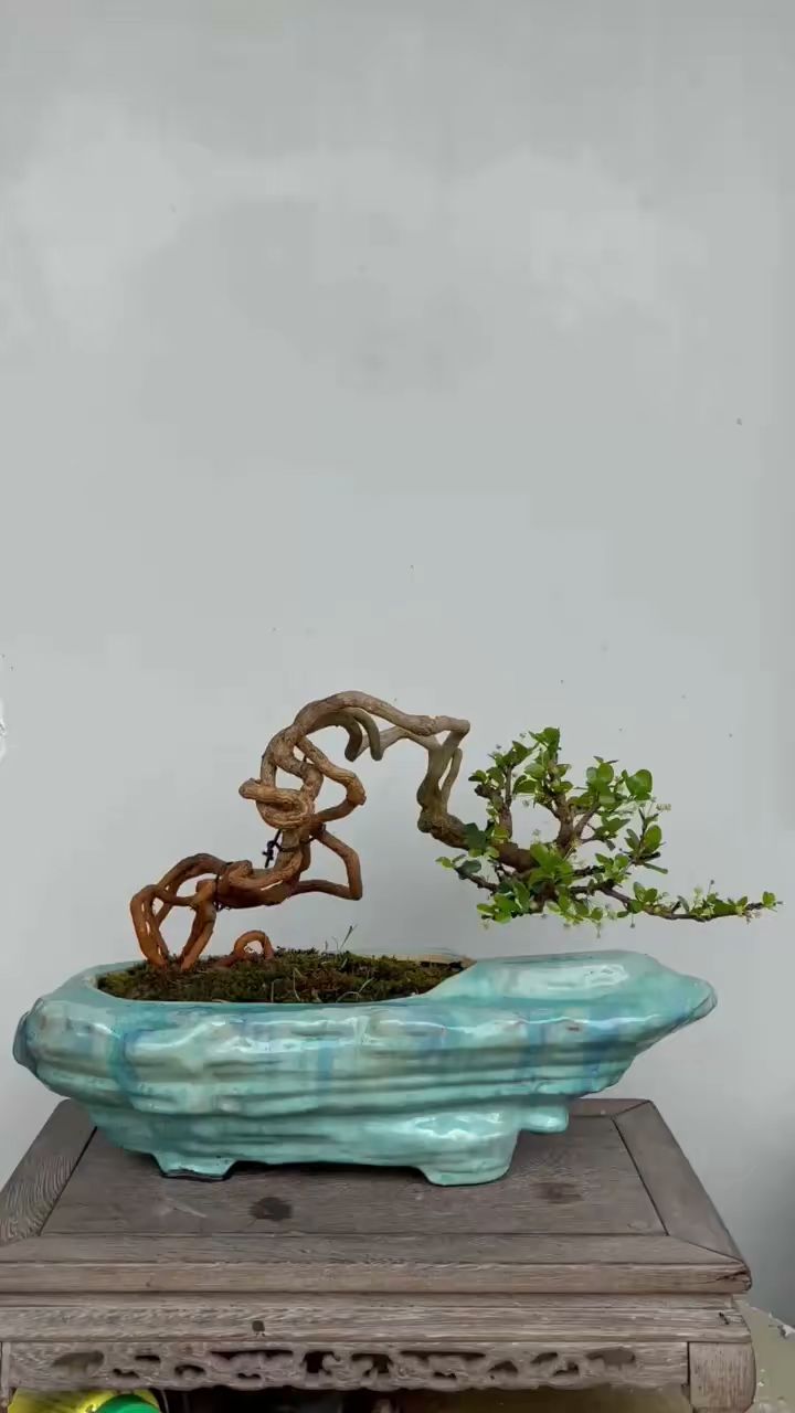 小小博兰盆景,在老玩家手里玩出了意境.-度小视