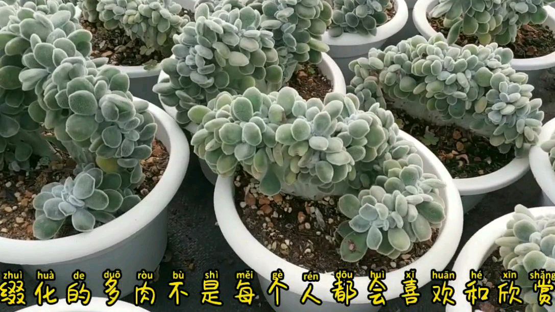 多肉缀化形态万千,花友们喜欢缀化的多肉吗?一起来说说