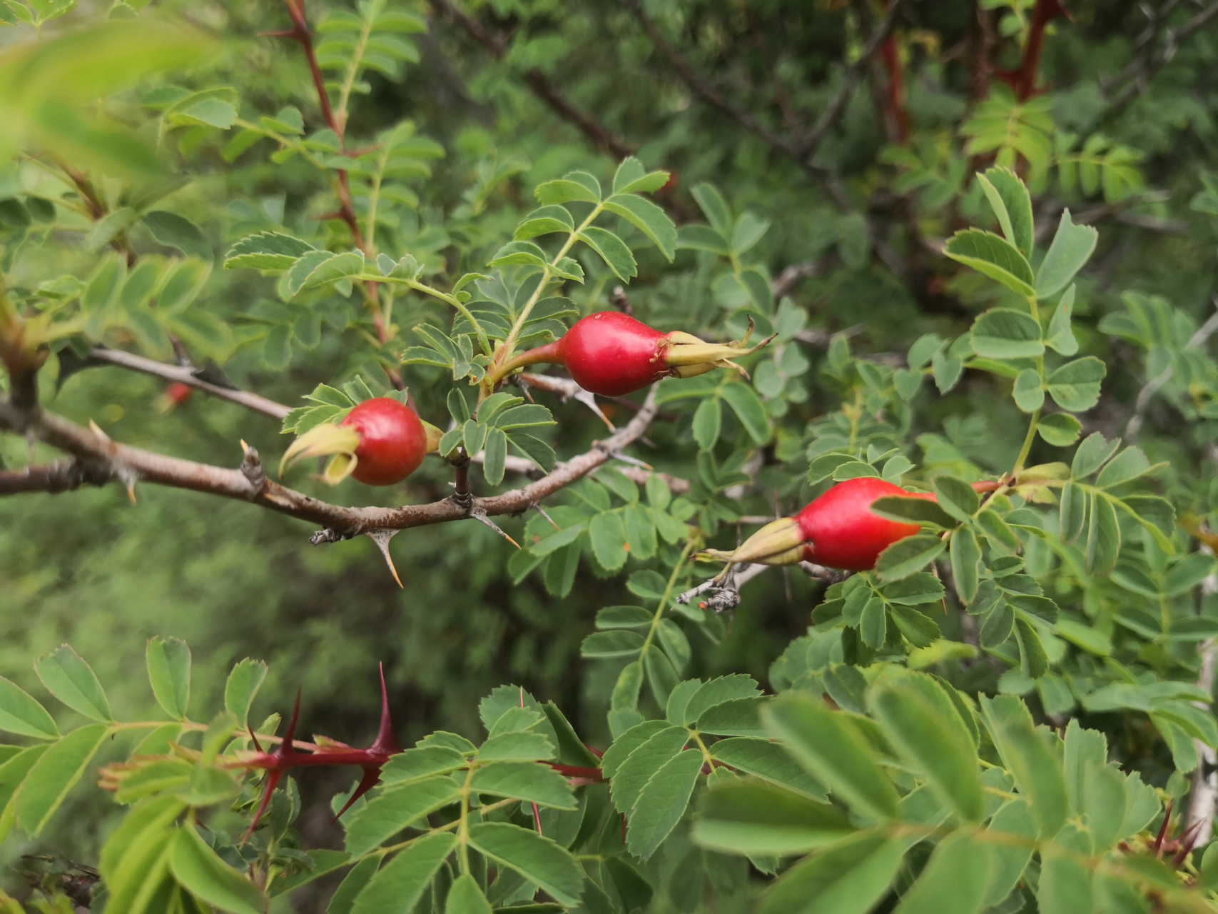 扁刺峨眉蔷薇的果实好诱人啊,但它的果实和刺颜色相近,果实和刺长得也