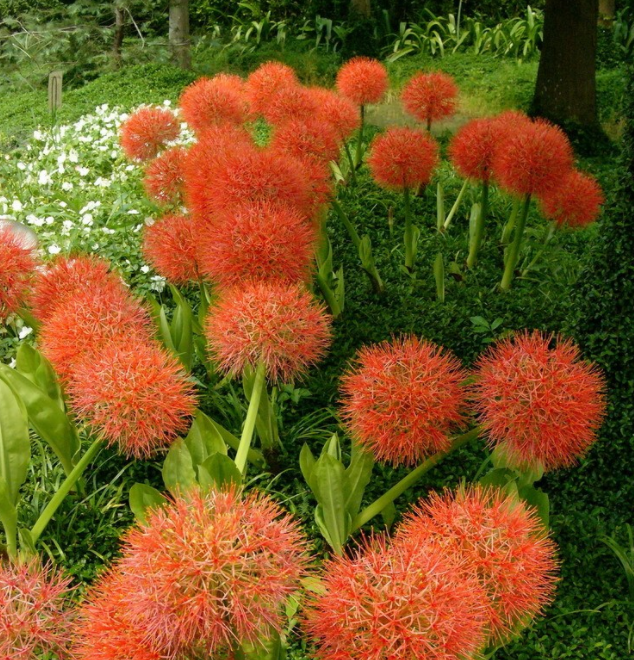 球状植物有哪些?