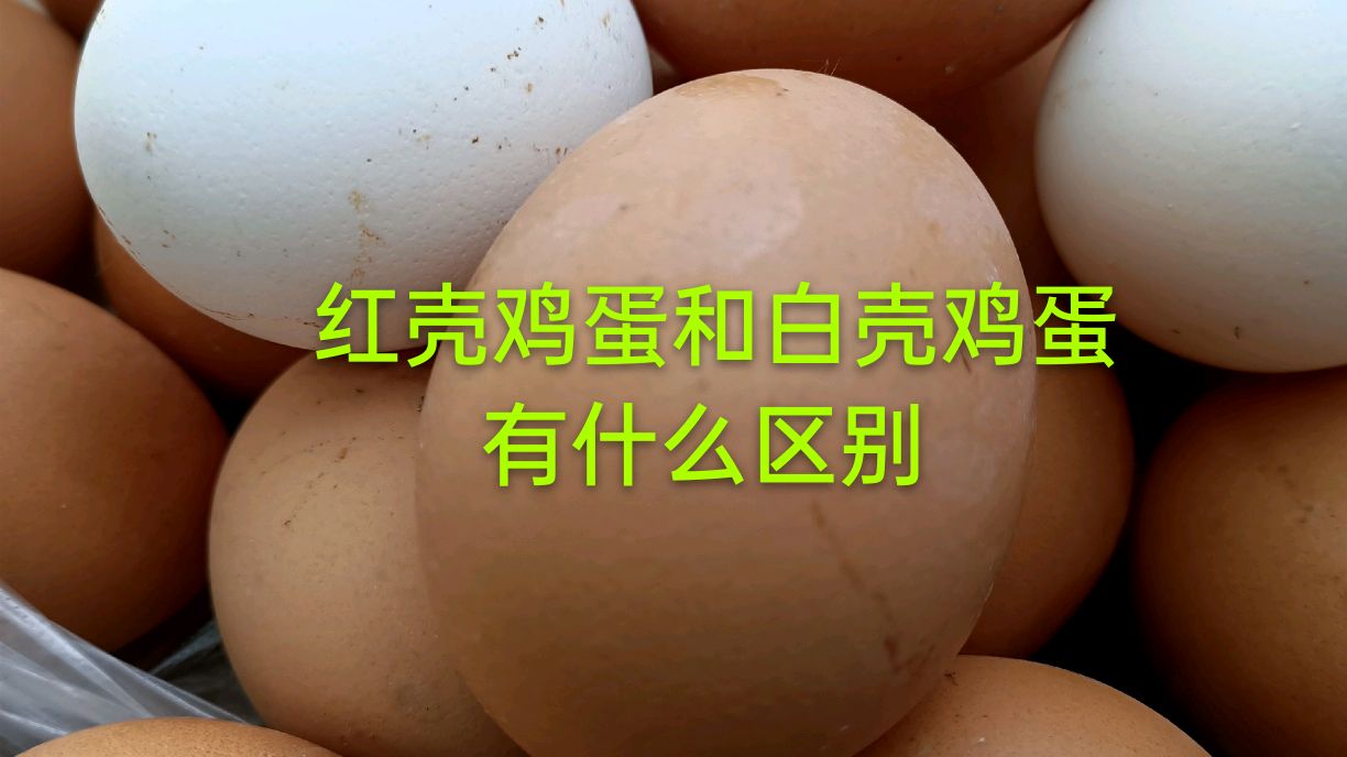 红壳鸡蛋和白壳鸡蛋有什么区别,到底哪种鸡蛋好,到现在才知道