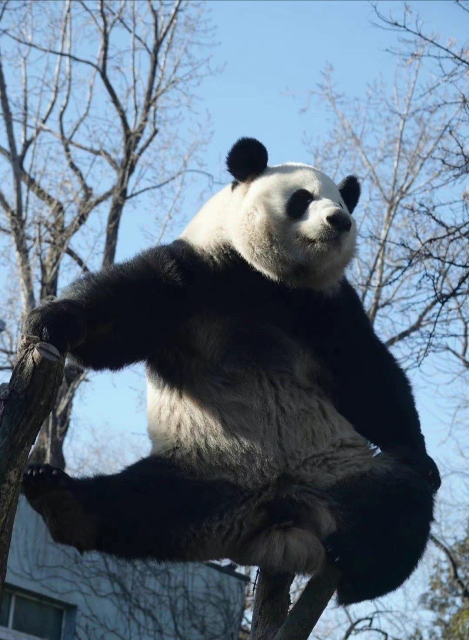 大熊猫萌兰# 最近真的太喜欢萌兰了,颜值高,智商高,性格好. 1.