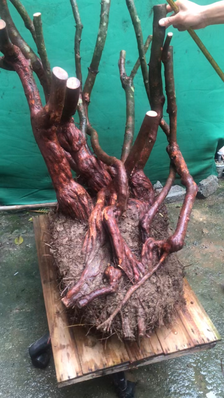 桃金娘精品桩,条纹肌肉型收藏级别-度小视