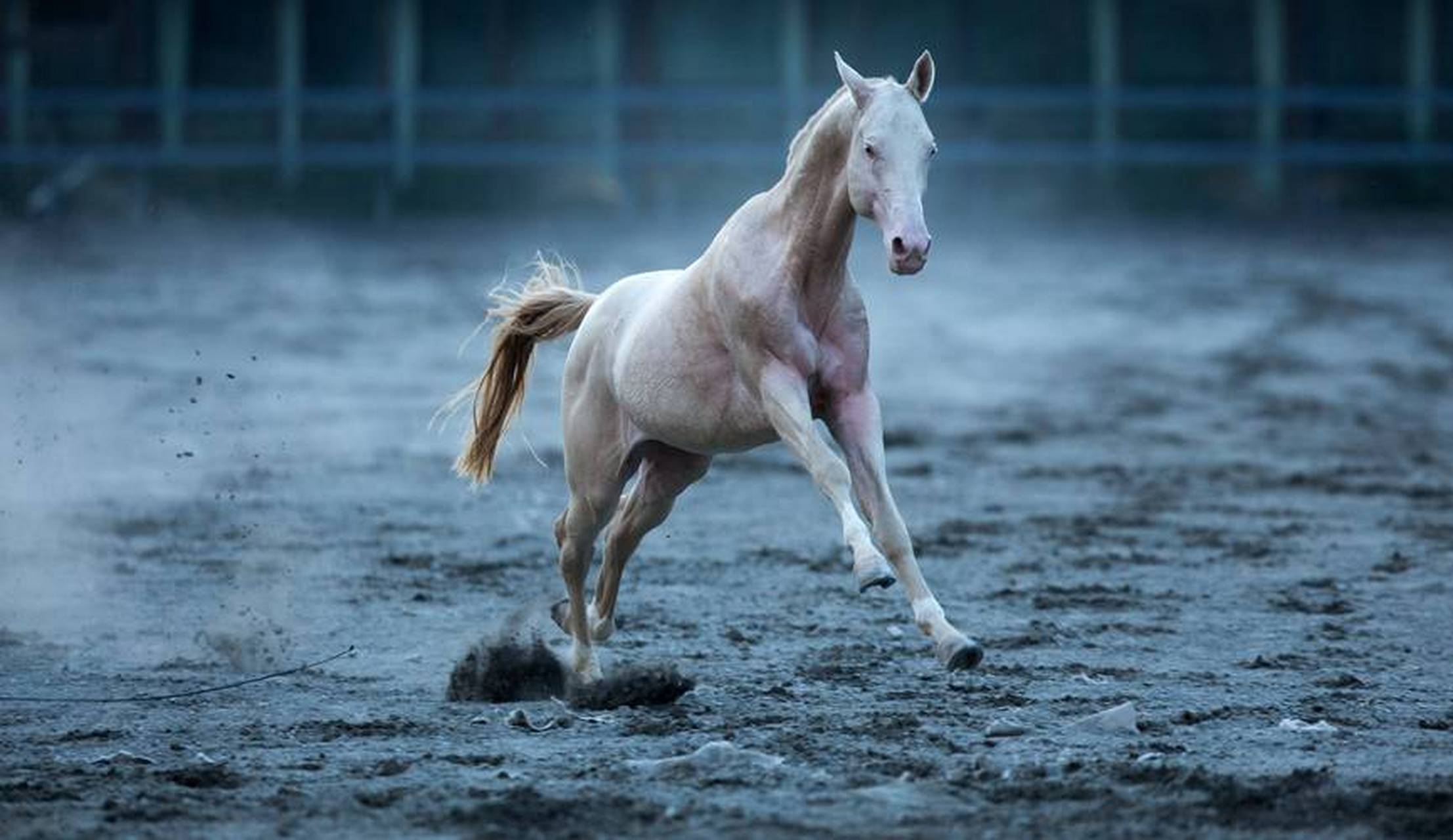 汗血宝马因为跑的非常迅速,并且奔跑以后肩膀部位慢慢流出像血一样的