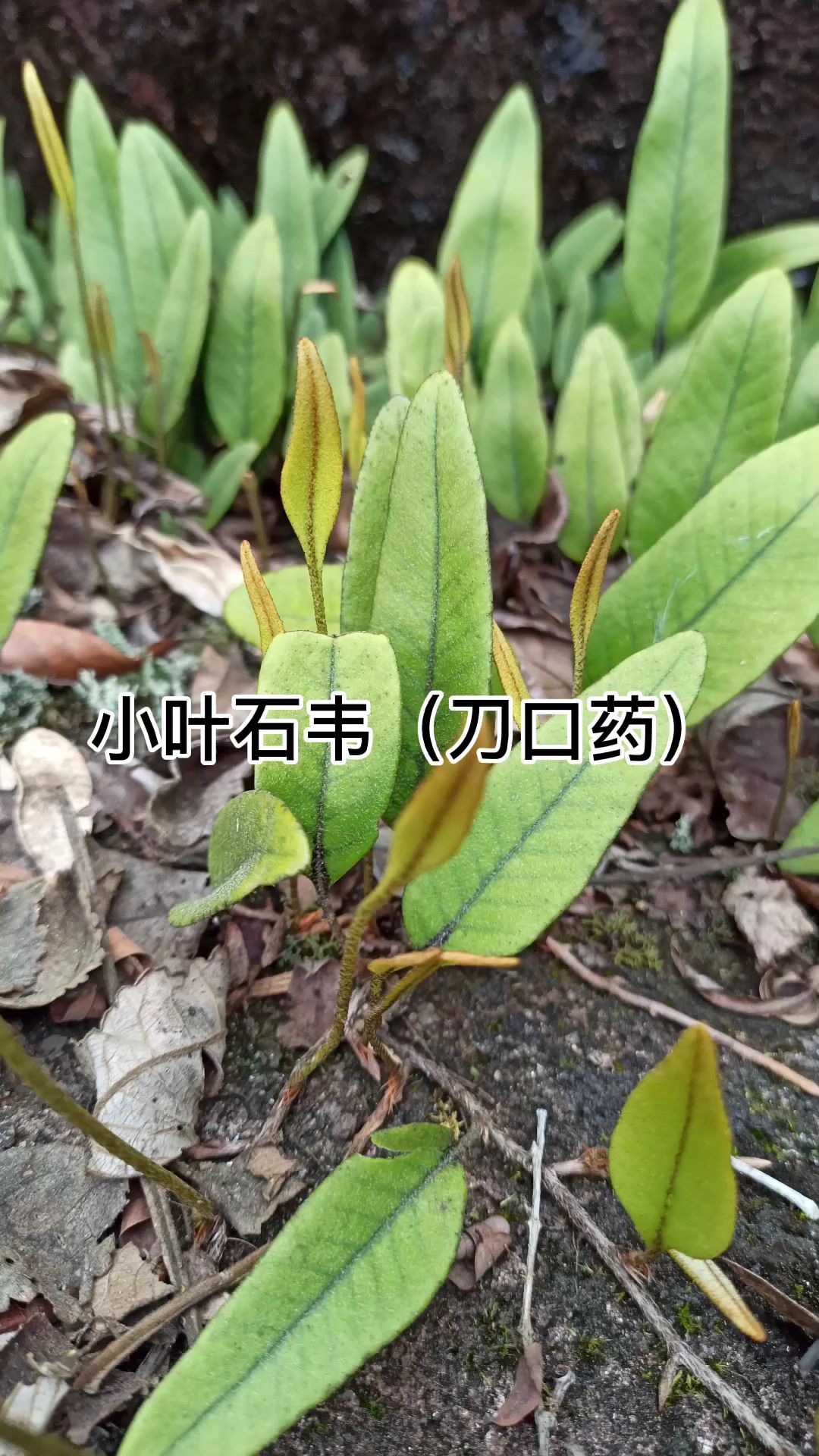 学名石韦野生小叶石韦刀口药石樜小叶石韦茶石苇草石背柳