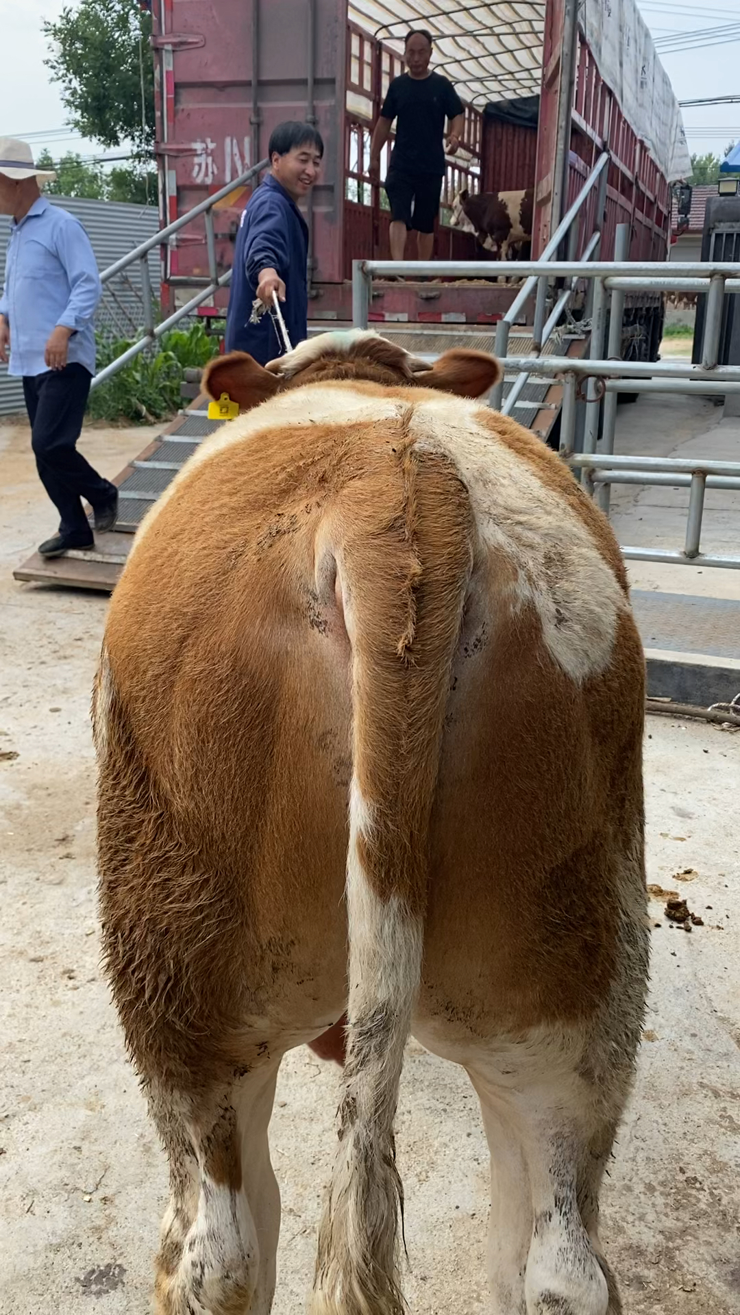 改良西门塔尔小公牛,抓牛基本要诀,腚大腿粗,身腰长