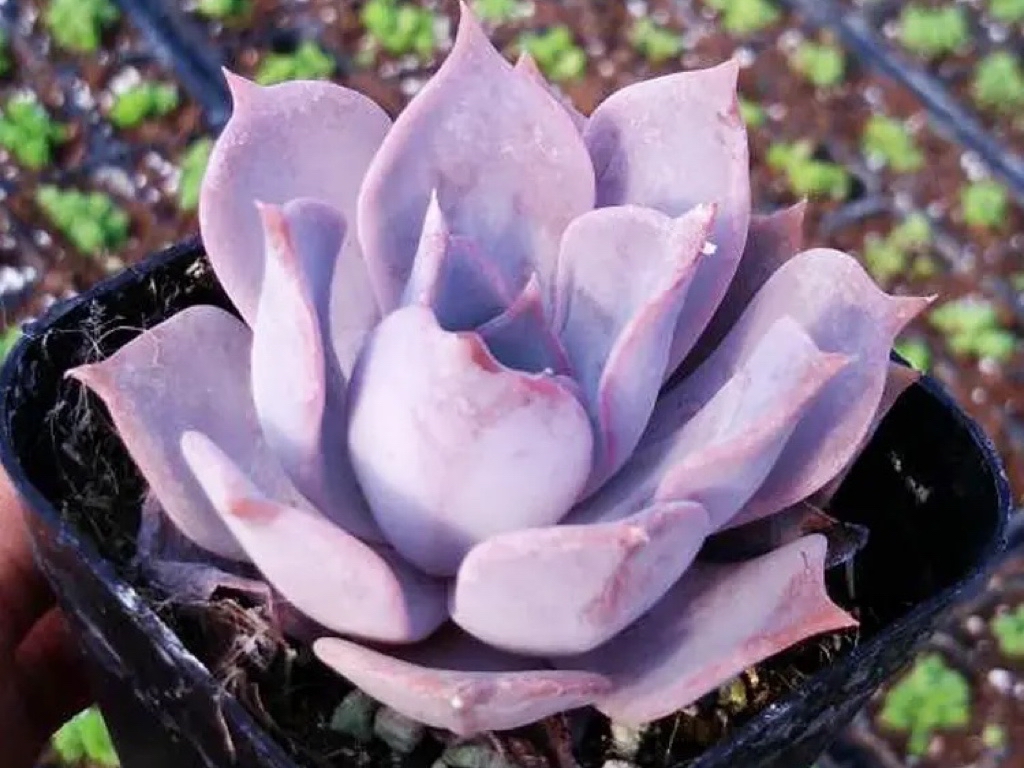 多肉植物当中的三胞胎:丽娜莲,露西娜和露娜莲,该如何区分呢?