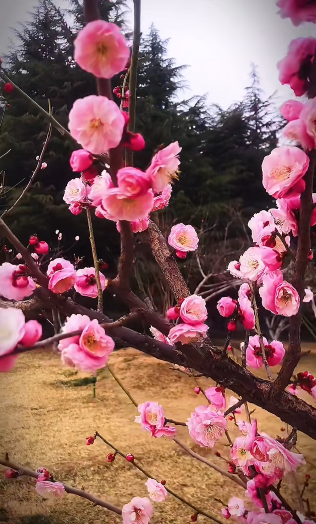 生活中不要忽略了墙角一枝梅