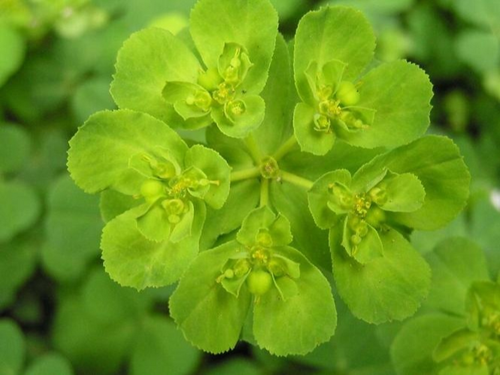 别名猫眼草的泽漆原来这么好看(泽漆,中药名)