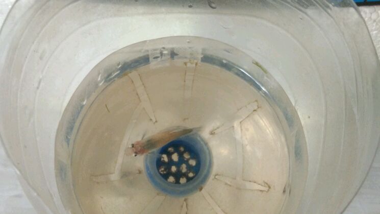 夏季孔雀鱼的最好繁殖期,一个瓶子完成产房的工作,小鱼都能存活