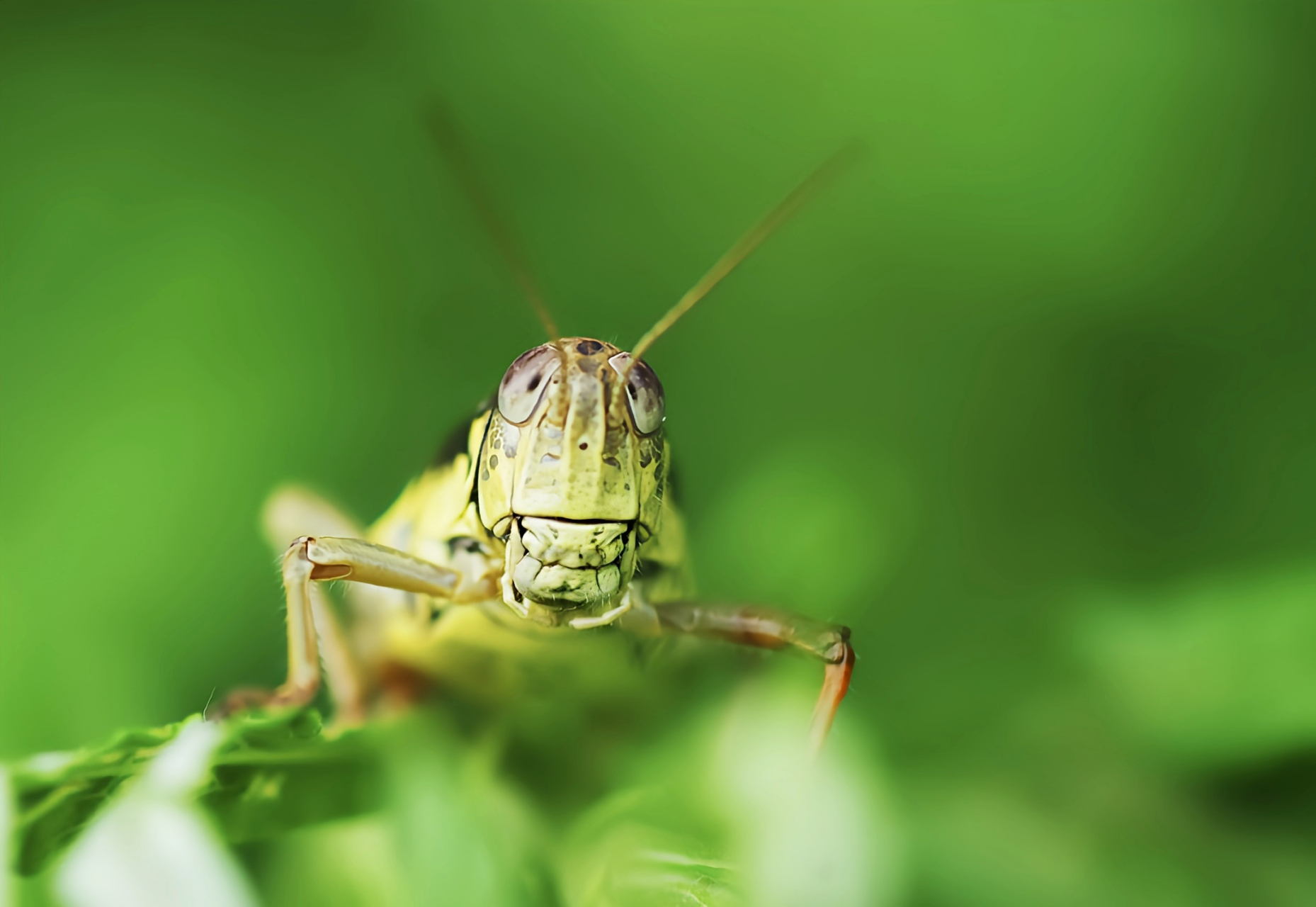 每天认识一种昆虫——长翅稻蝗 长翅稻蝗是生活在水稻田里的蝗虫,雌雄