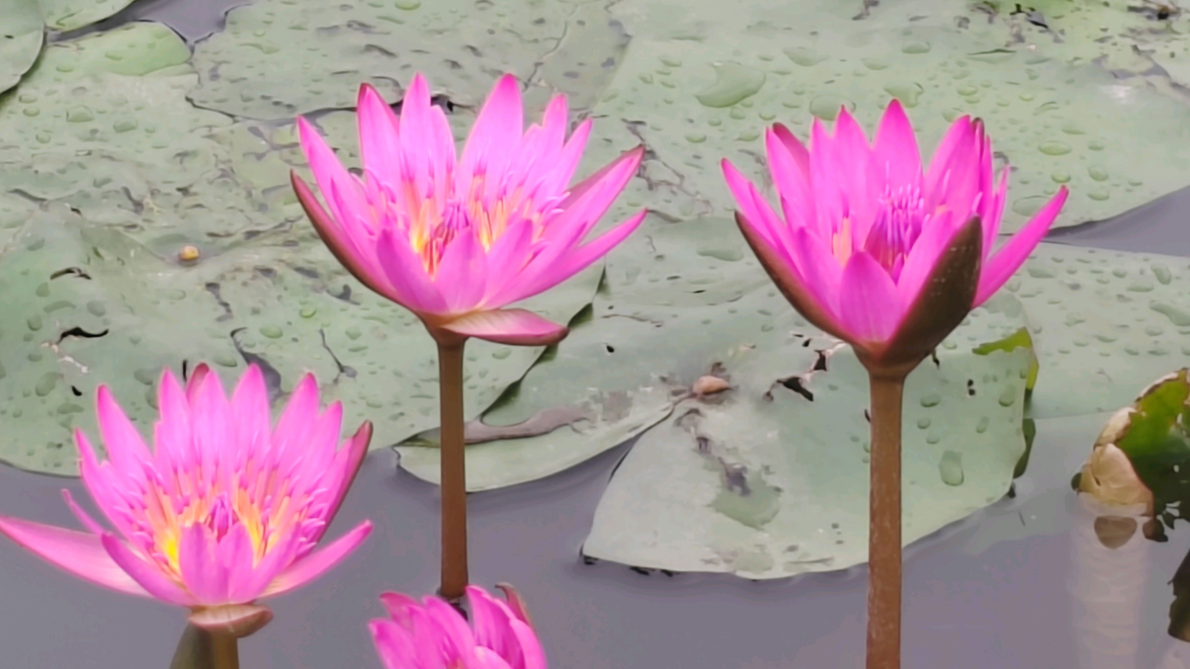 淡泊明志之"四静":静心学习,静心思考,静心修身,静心做事