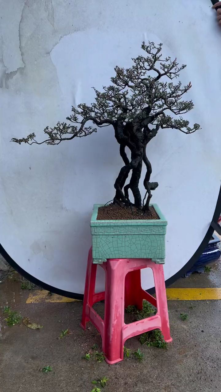 黑骨茶盆景作品欣赏