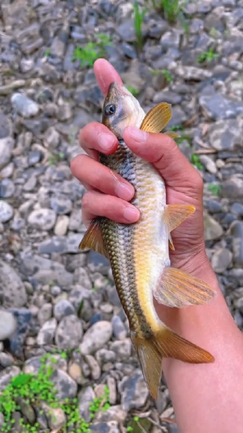 这钓极品溪石斑鱼终于钓上来了!力气太大了-度小视