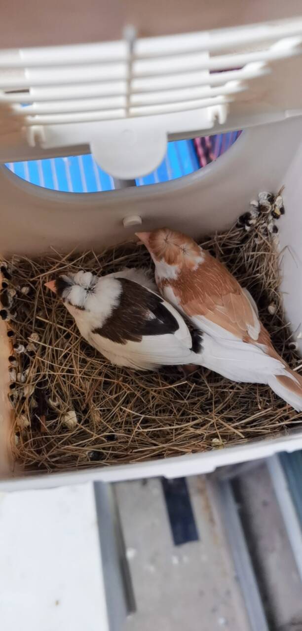 十姐妹鸟,菊花头,很漂亮!